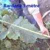 Feuille de bardane mesurée à 1 mètre avec un mètre ruban.