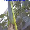Concombre de 35 cm mesuré avec un mètre ruban.