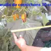 Feuille de cornichon mesurée à 30 cm avec un mètre ruban.