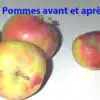 Comparaison de pommes fraîches et de pommes abîmées après un certain temps.