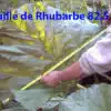Grande feuille de rhubarbe de 82,5 cm mesurée avec un mètre ruban.
