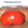 Tomate de près d'un kilo posée devant un pain en sachet.