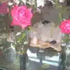 Roses coupées dans des verres remplis d’eau sur une table en verre, avec un décor en arrière-plan.