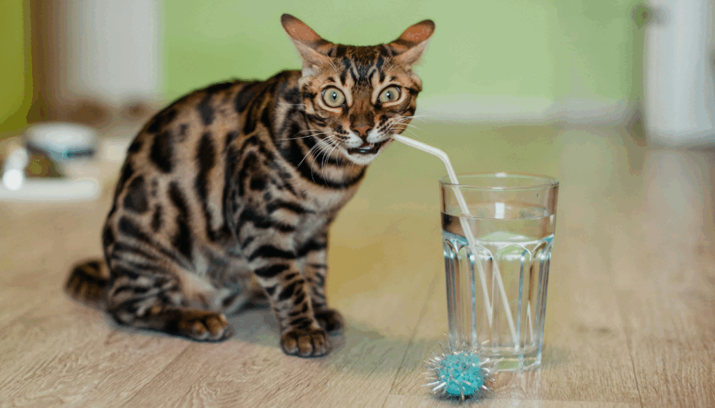 chat qui boit de l'eau à la paille