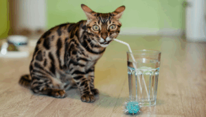 chat qui boit de l'eau à la paille